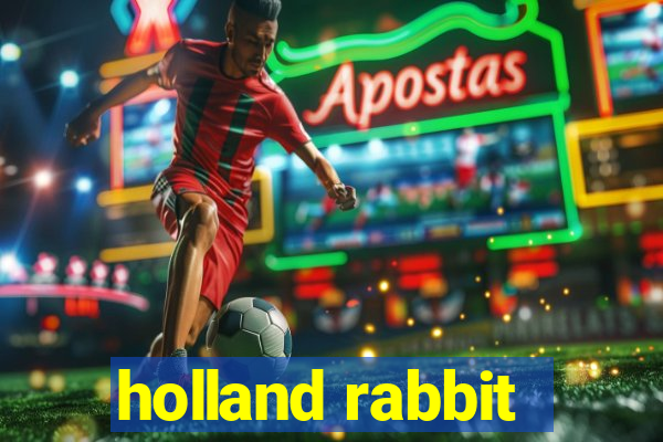 holland rabbit