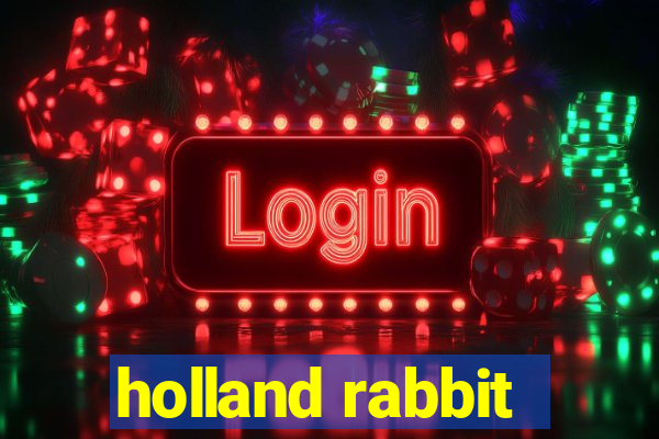 holland rabbit