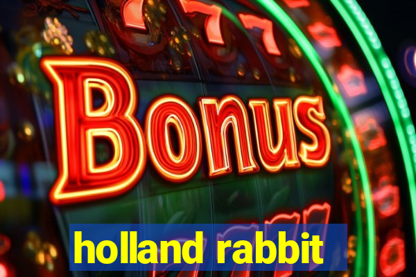 holland rabbit