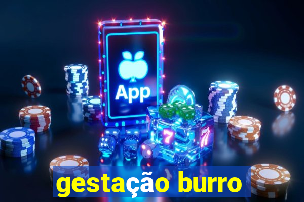 gestação burro