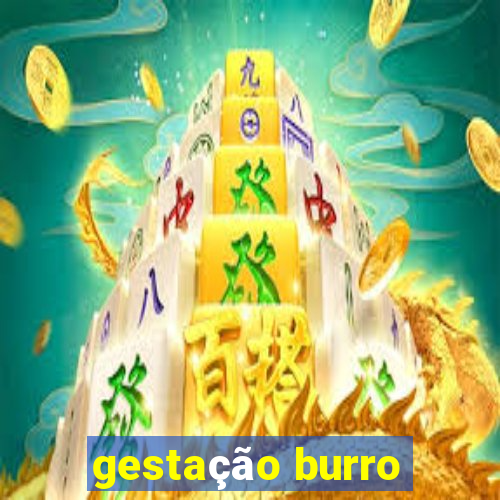 gestação burro