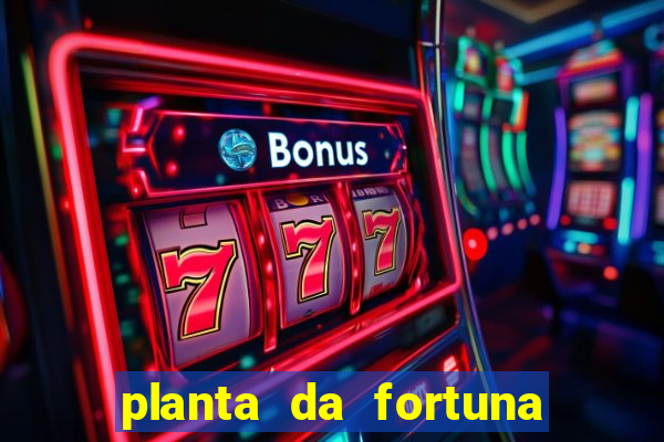 planta da fortuna e felicidade