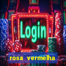 rosa vermelha (letra e cifra)