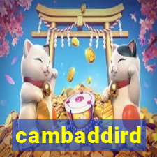 cambaddird