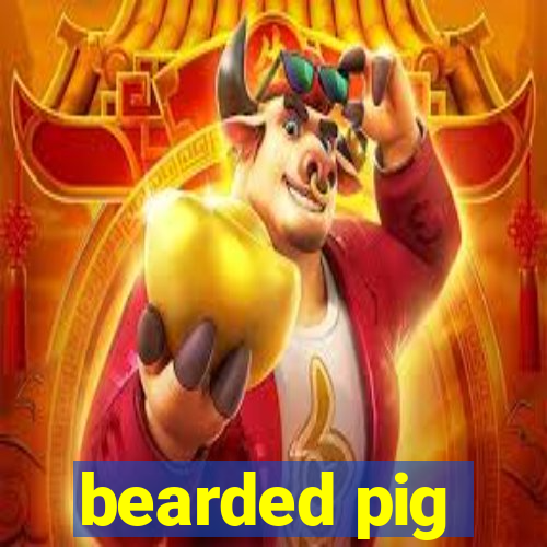 bearded pig