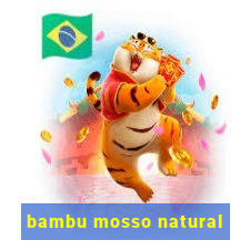 bambu mosso natural