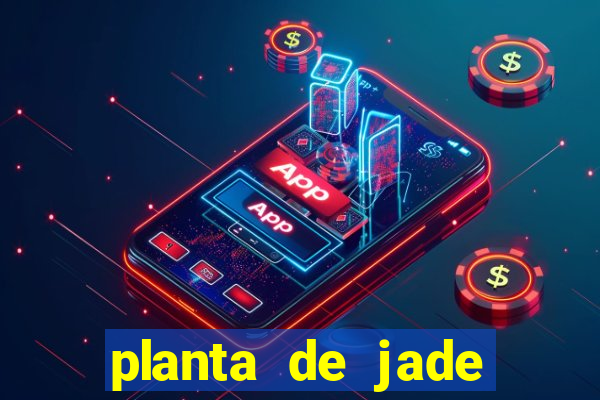 planta de jade significado espiritual